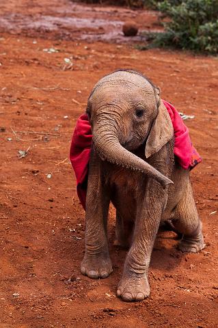 007 Kenia, Nairobi, Sheldrick Olifantenweeshuis.jpg